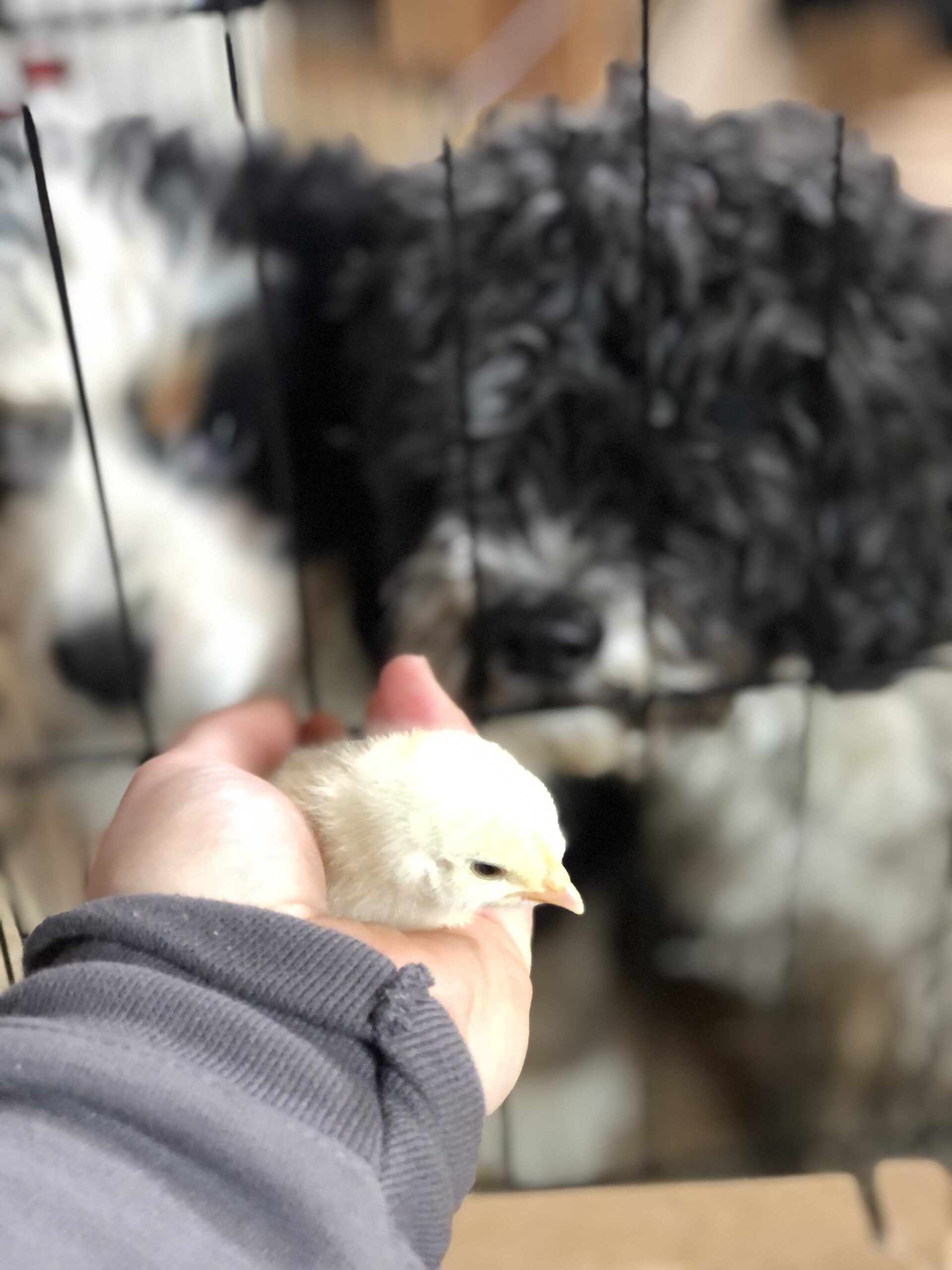 A hand holds a small chick while two curious dogs watch from behind a wire fence, showcasing an interaction between pets and poultry.