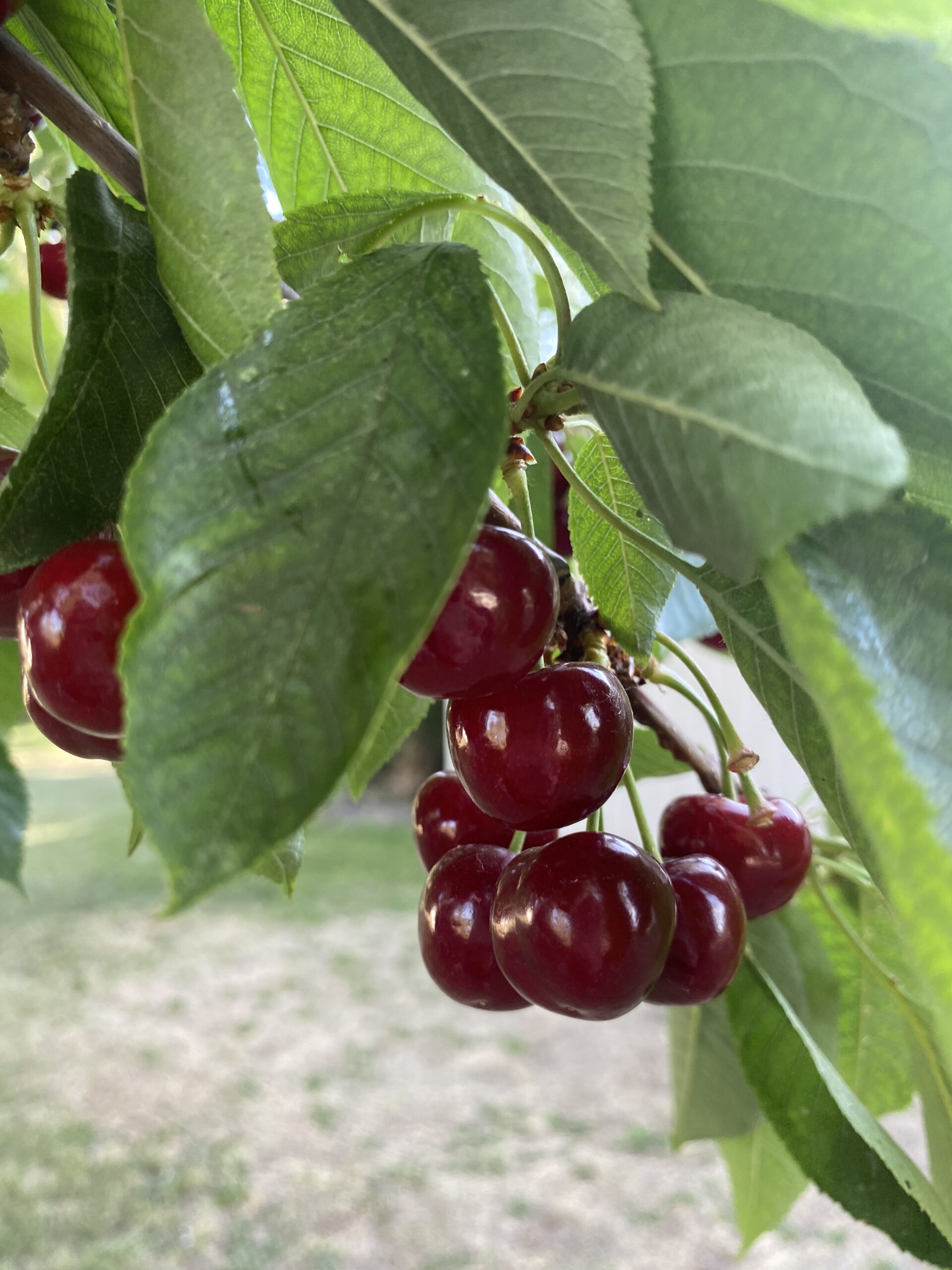 Ripe, glossy cherries cluster among vibrant green leaves, highlighting the bounty of a summer harvest on a cherry tree.