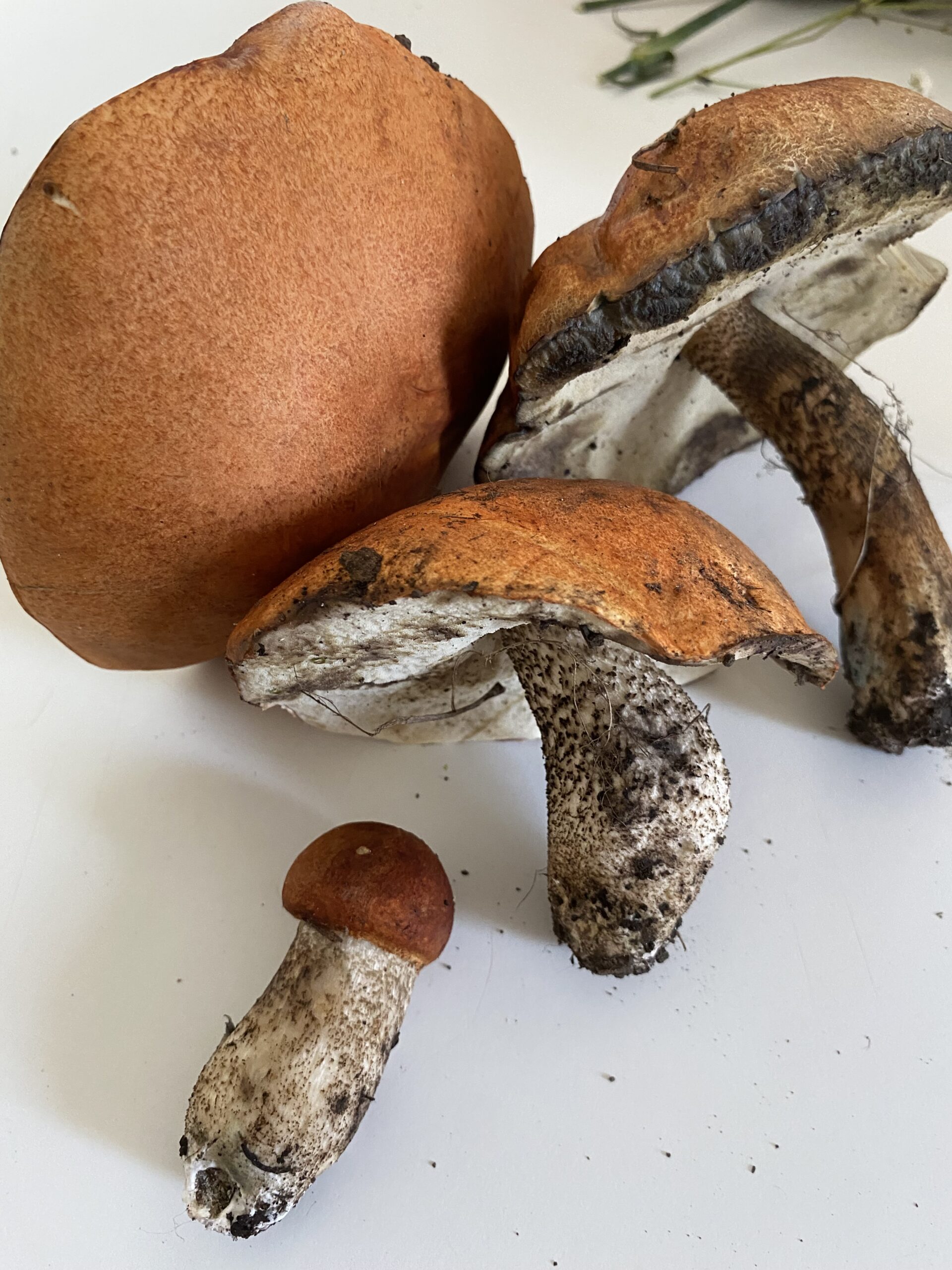 Variety of foraged mushrooms featuring brown caps and white stems, showcasing their natural textures on a white background.