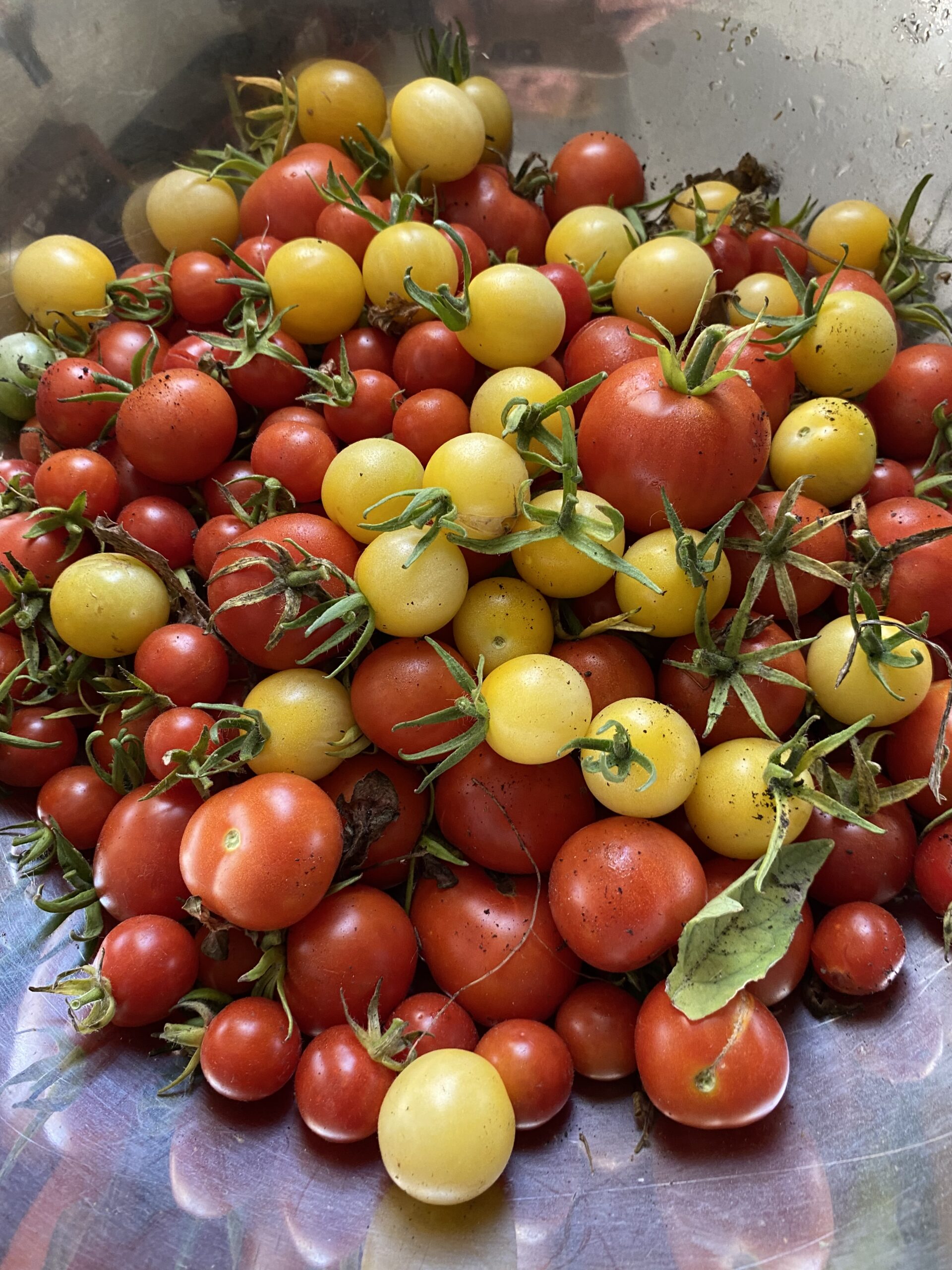 A mix of ripe red and yellow cherry tomatoes, in a stainless steel bowl, showcasing fresh produce from a garden harvest.