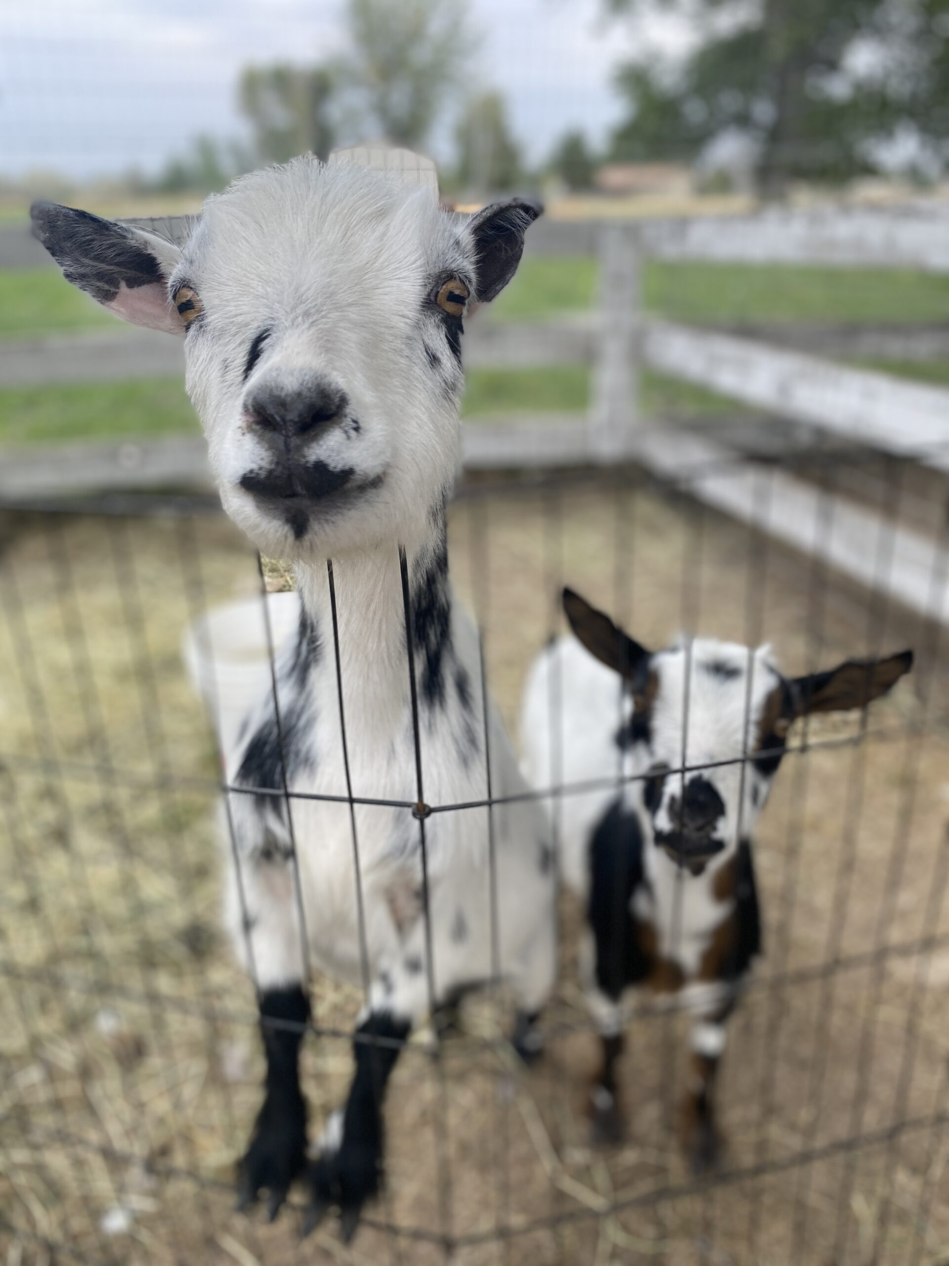 Black and white goats looking curiously through a wire fence in a farm setting. The image highlights their playful nature in a rural environment.