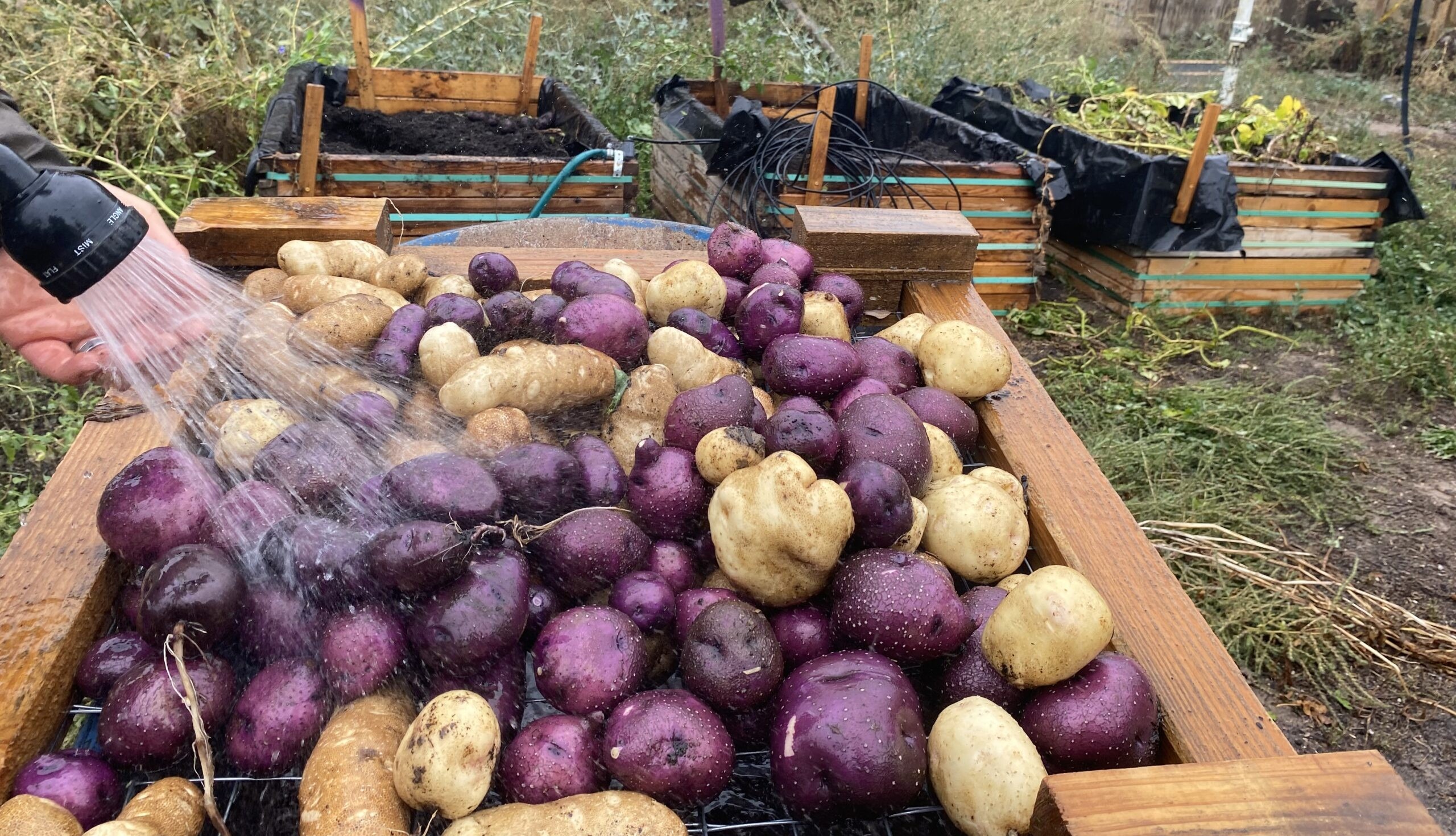 A gardener rinses freshly harvested purple and yellow potatoes in a wooden crate, with garden beds in the background.