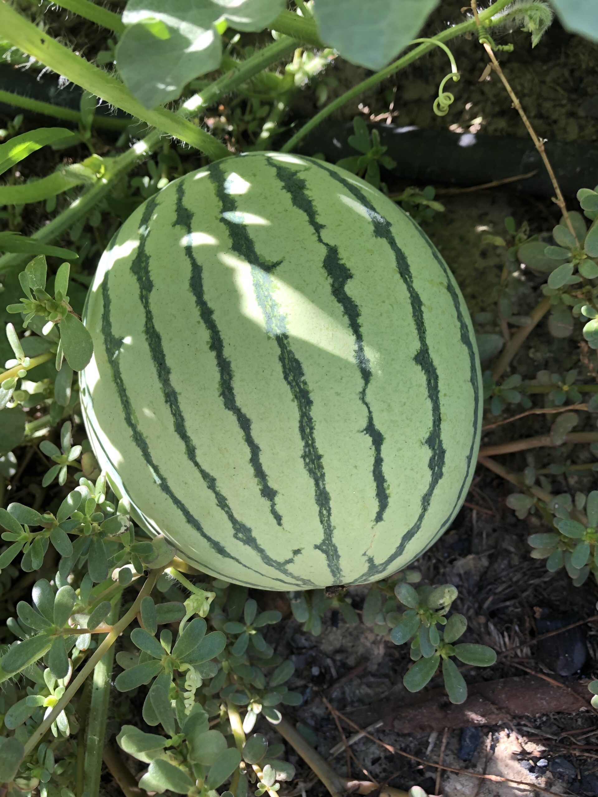 Green striped watermelon nestled among lush green plants, showcasing its ripening stage in a garden setting.