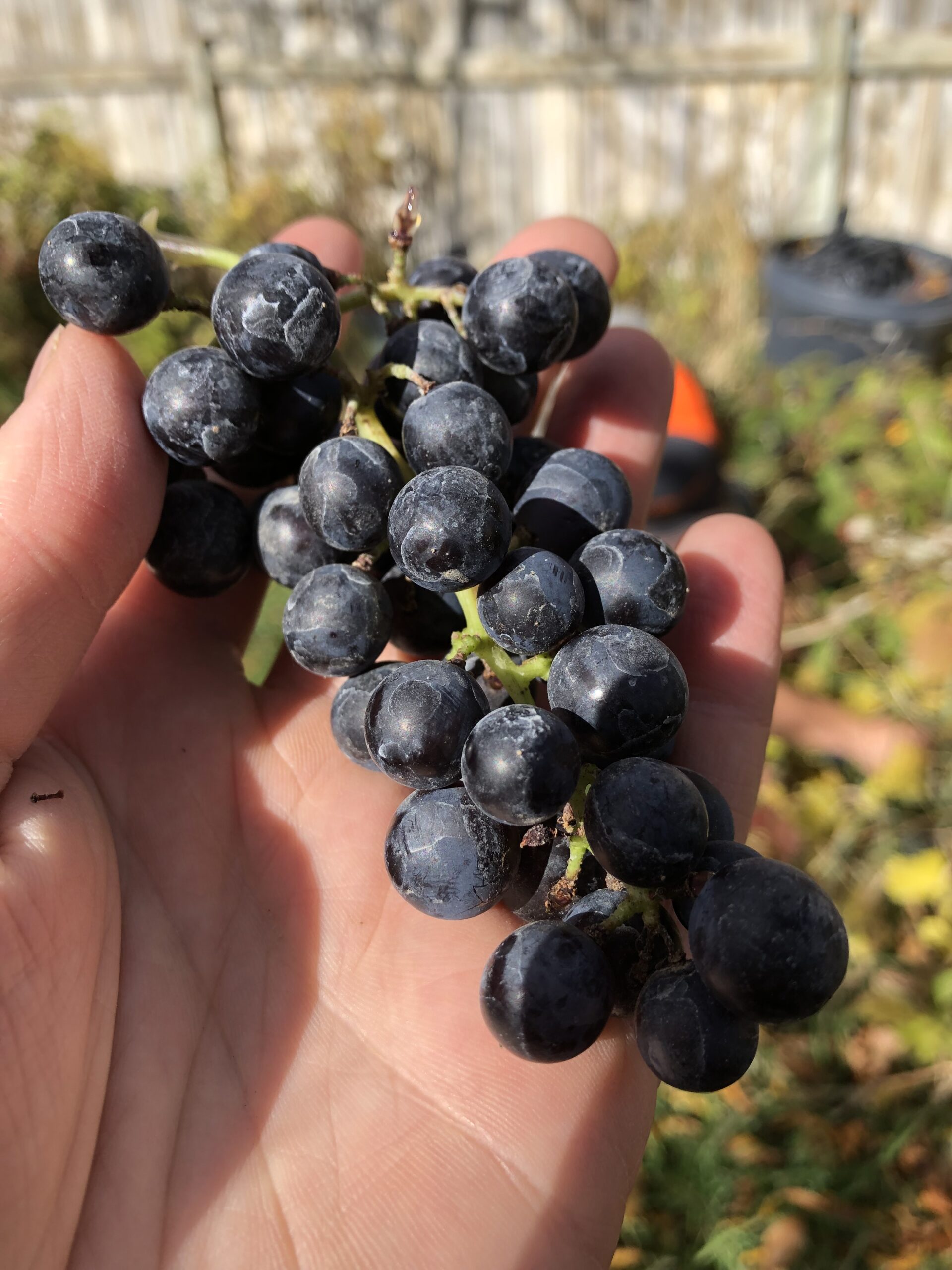 A hand holds a cluster of ripe black grapes against a blurred garden background, highlighting the fruit's rich color and texture.